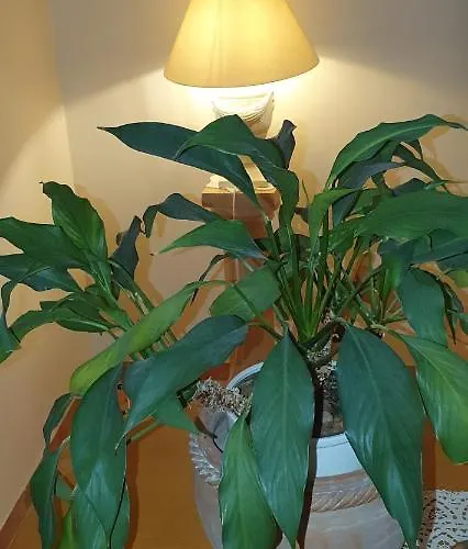 In Zentrumsnaehe Beim Hauptbahnhof Apartman